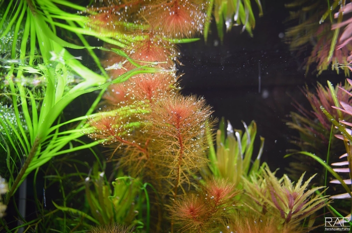 Перистолистник красностебельный