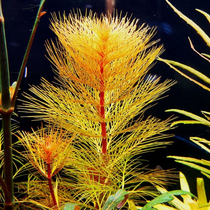 Перистолистник рорайма