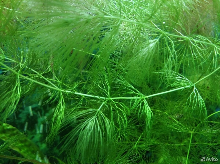 Роголистник аквариумное растение
