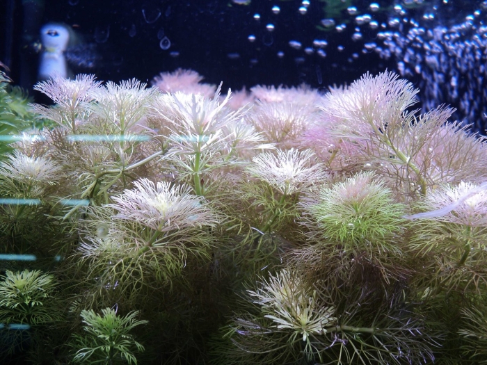 Кабомба аквариумное растение