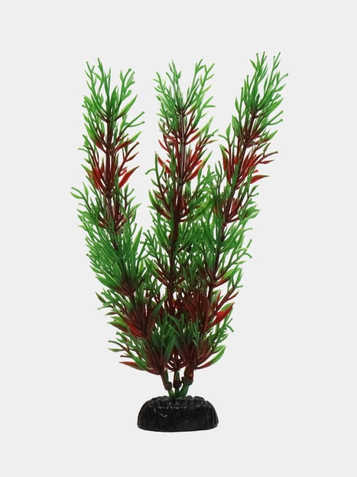 Перистолистник красный аквариумное растение