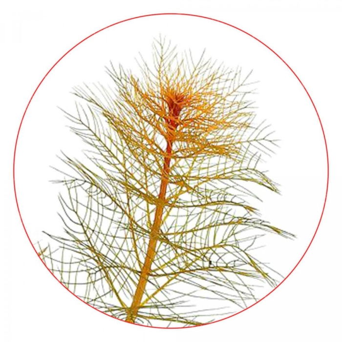 Перистолистник красный