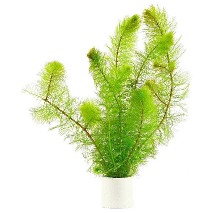 Перистолистник аквариумное растение