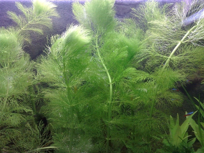 Амбулия аквариумное растение