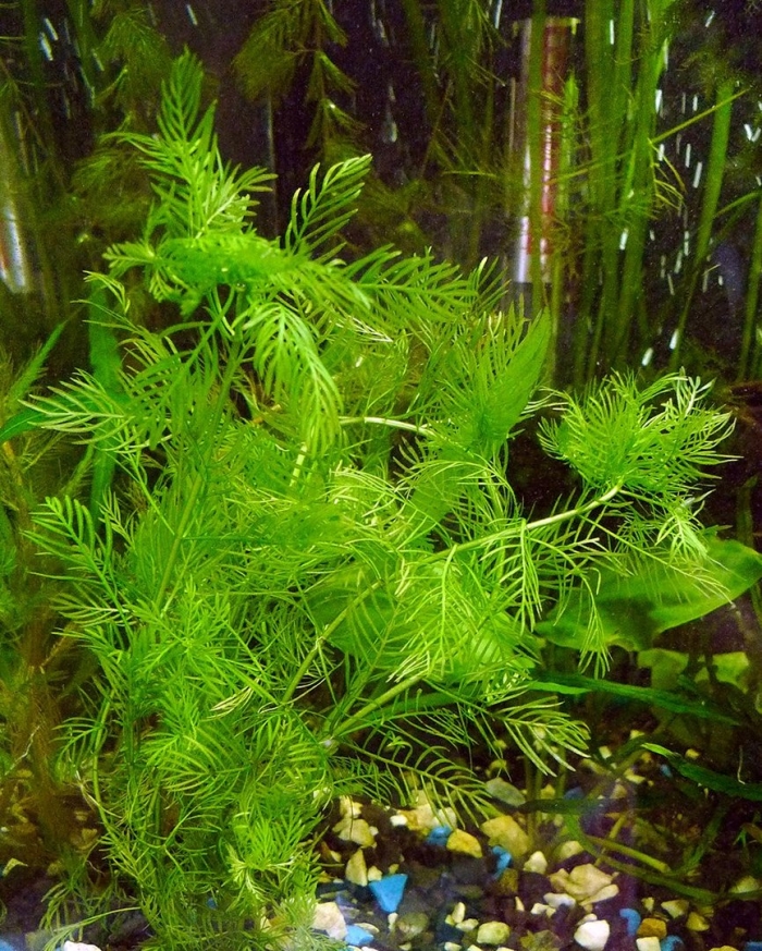 Роголистник аквариумное