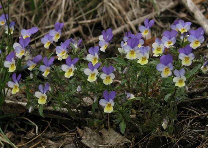 Фиалка трёхцветная лесная