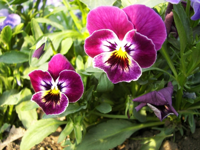 Анютины глазки цветок viola tricolor