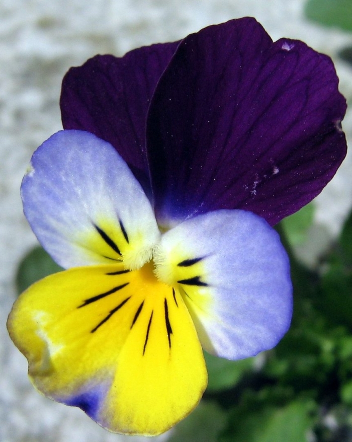 Фиалка трехцветная viola tricolor