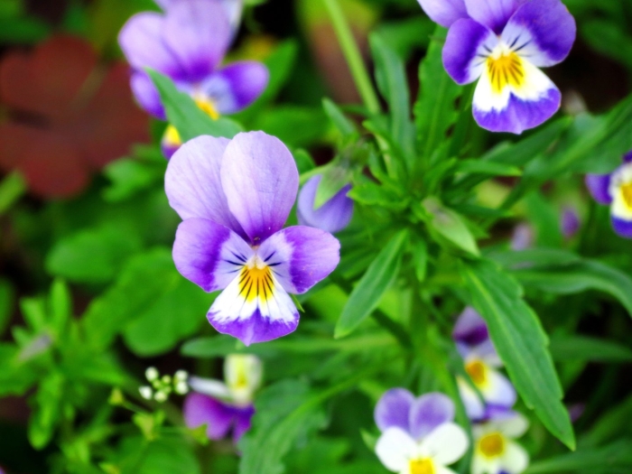 Фиалка трехцветная полевая