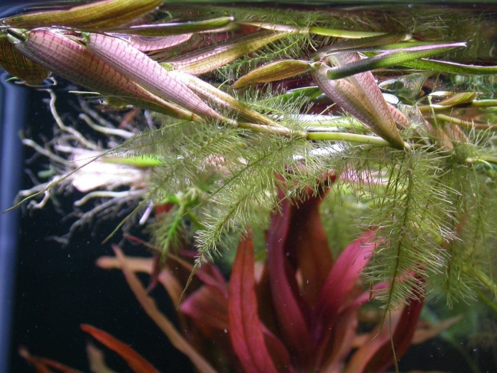 Гигрориза аристата