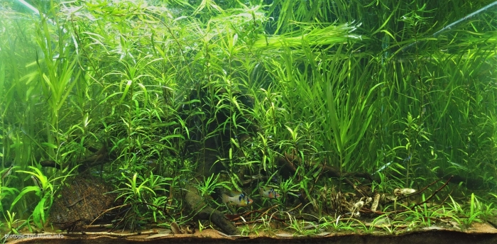 Апистограмма рамирези биотоп