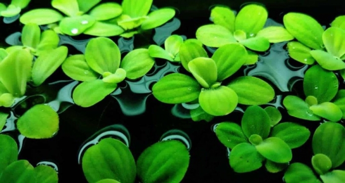 Пистия аквариумное растение