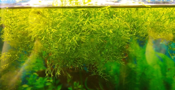 Аквариумное растение плавающее