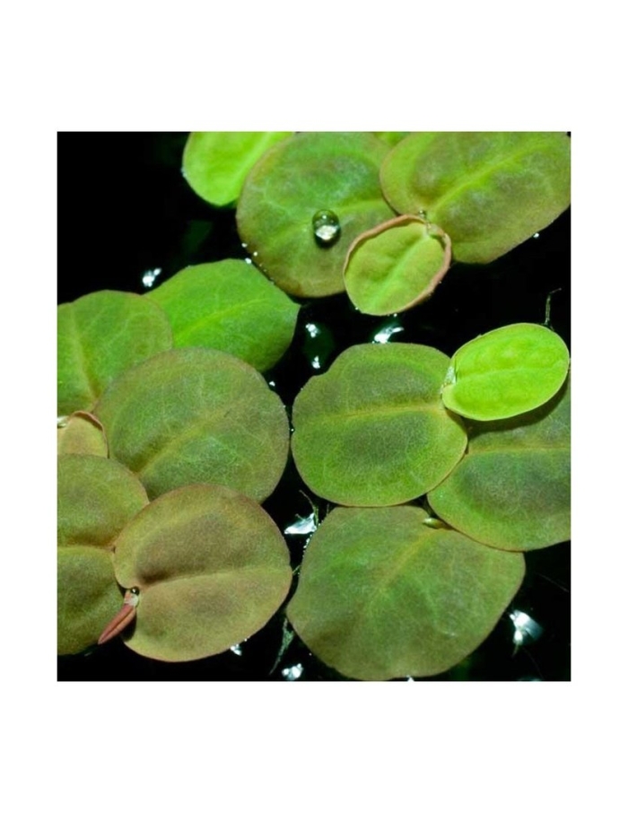 Филлантус аквариумное растение