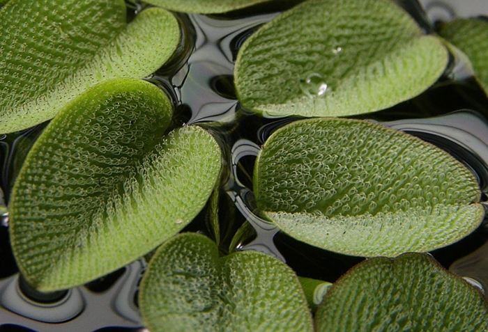 Сальвиния плавающая