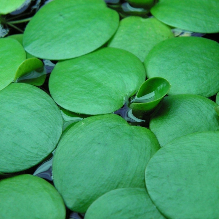 Limnobium laevigatum