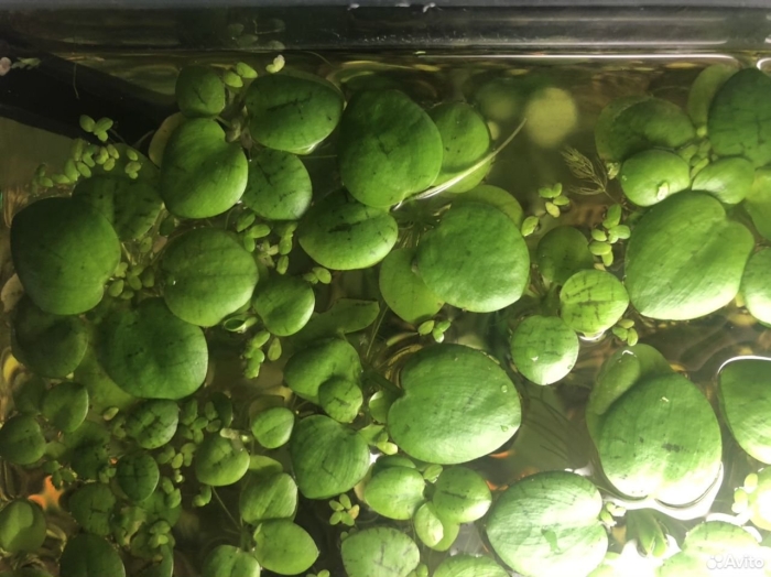 Лимнобиум аквариумное растение