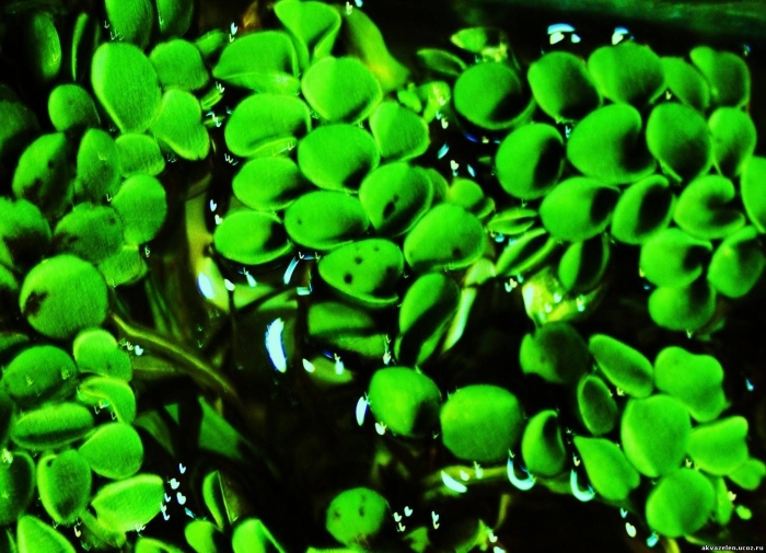 Сальвиния аквариумное растение
