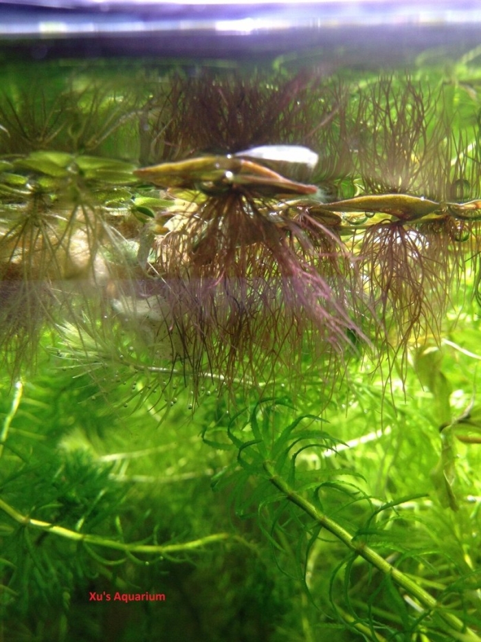Растение аквариумное