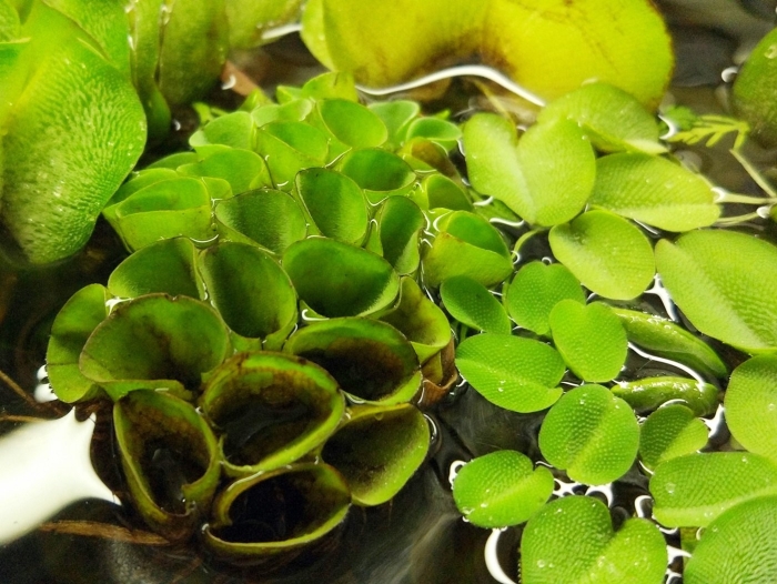 Сальвиния папоротник