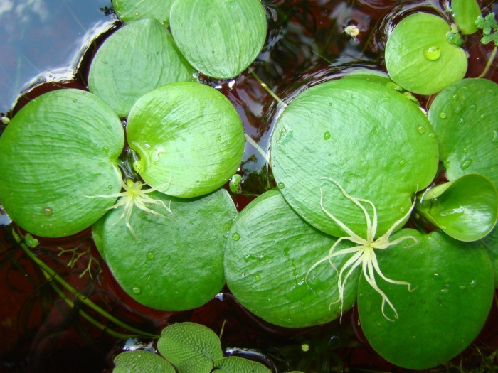 Лимнобиум пистия