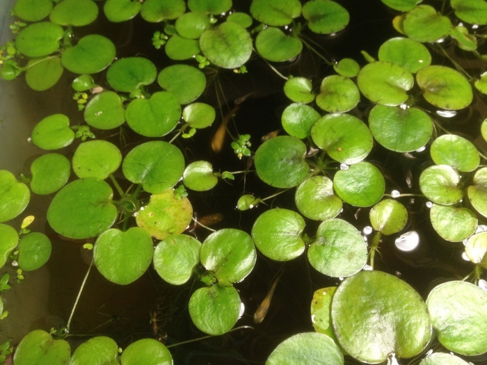Ряска малая lemna minor