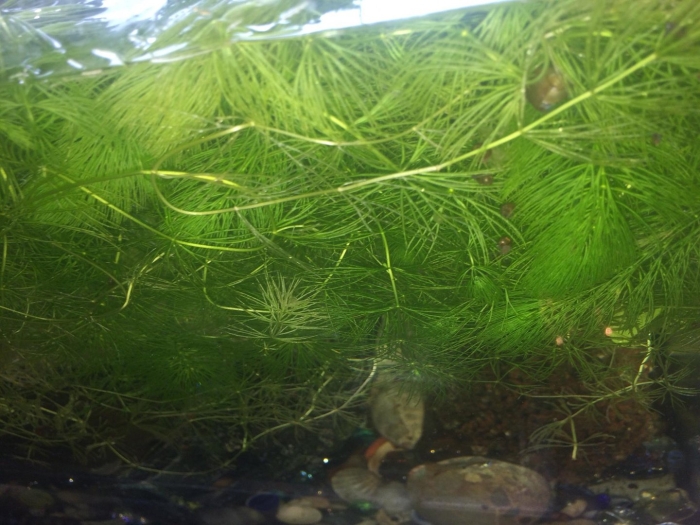 Роголистник аквариумное растение