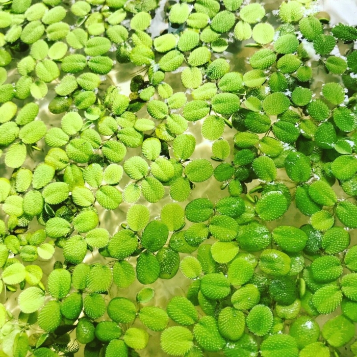 Сальвиния аквариумное