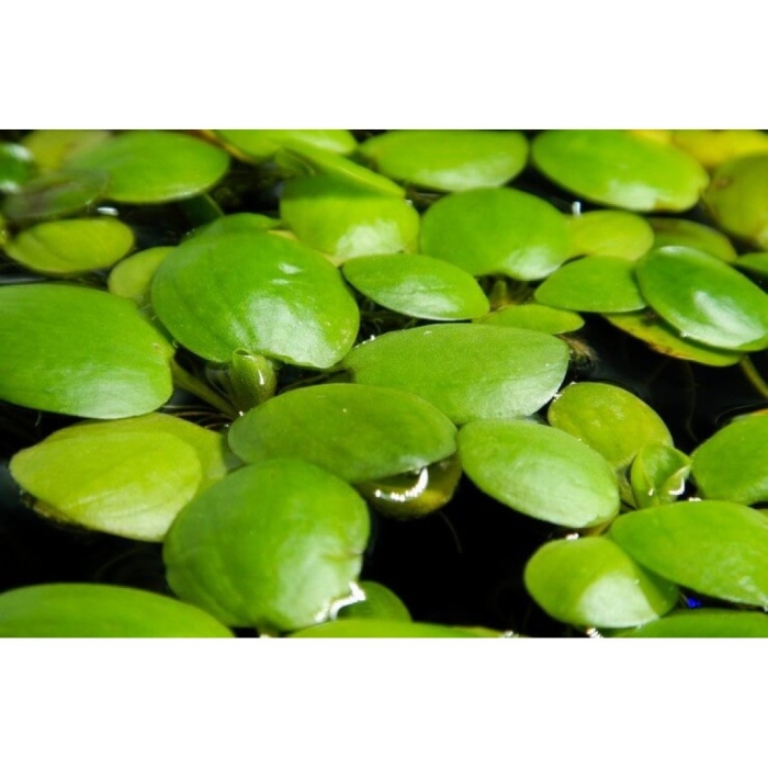 Лимнобиум побегоносный