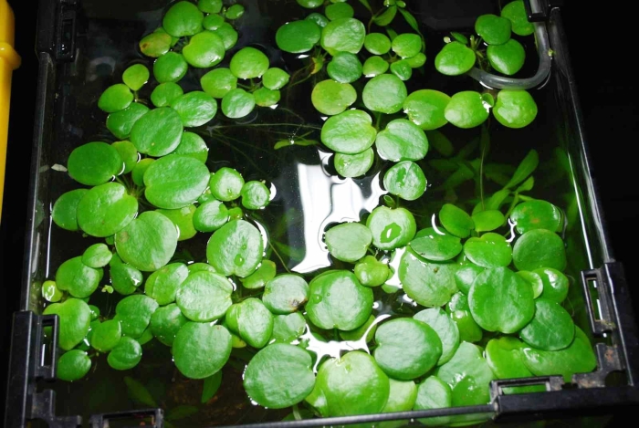 Ряска аквариумное растение