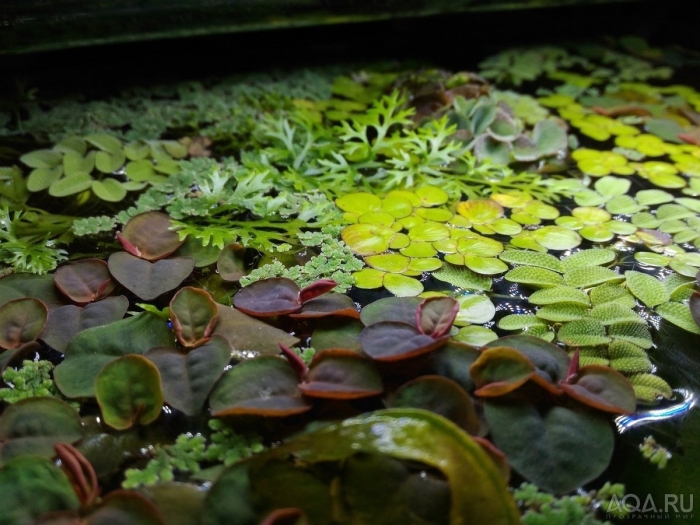 Филлантус аквариумное растение