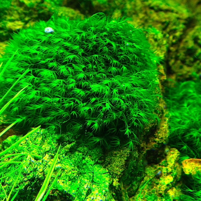 Фиссиденс фонтанус