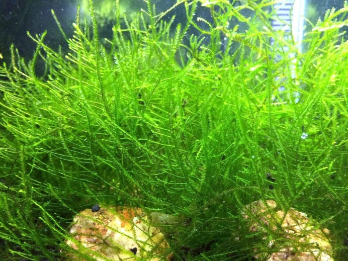 Яванский мох (java moss)