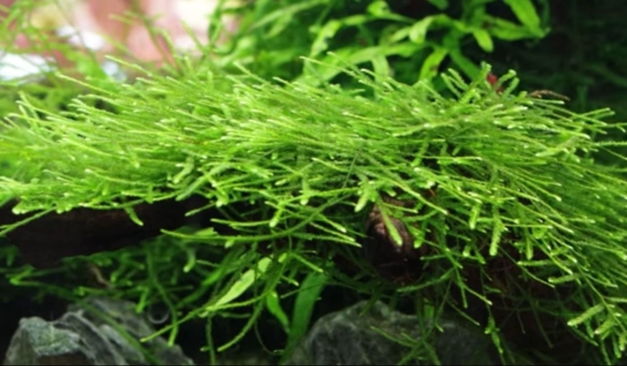 Яванский мох