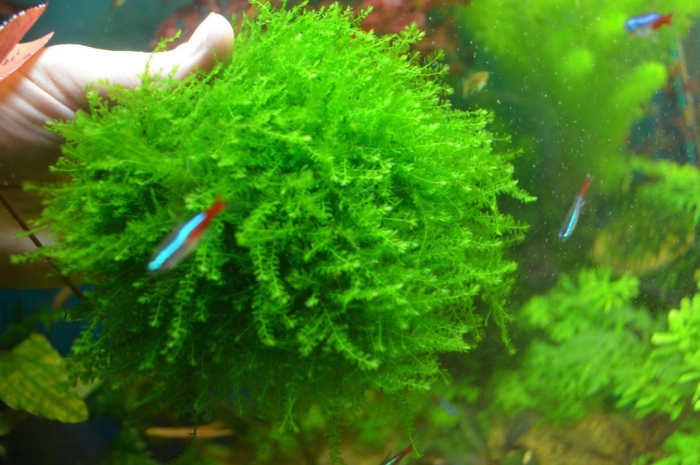 Аквариумные мхи