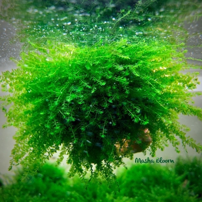 Риччия акваскейп