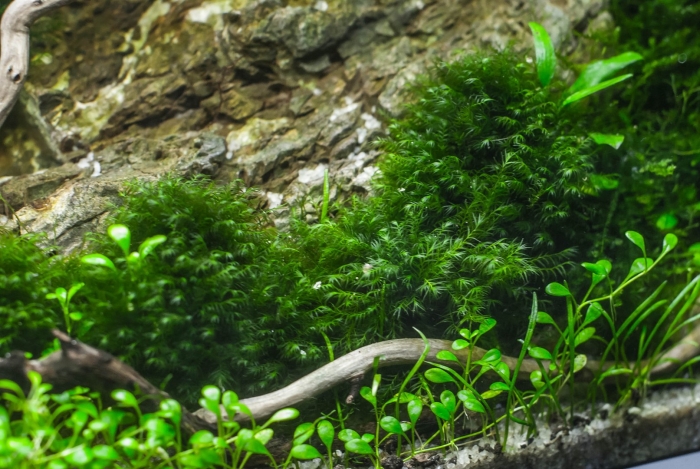 Мох феникс аквариумное растение