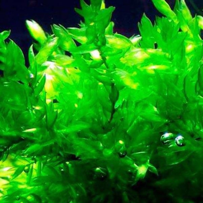 Мох фонтиналис уиллоу