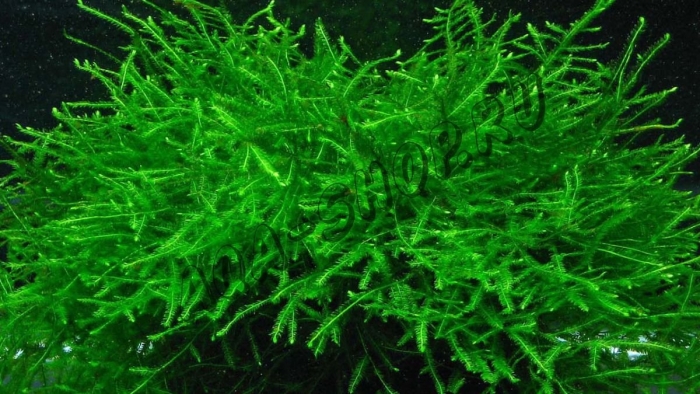 Аквариумное растение