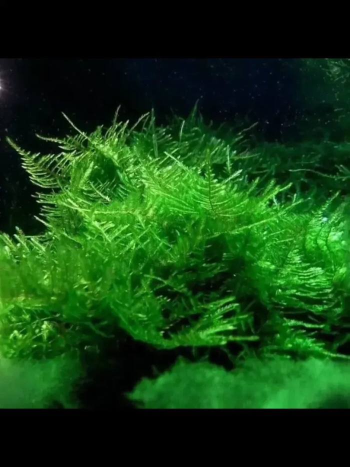 Растение для аквариума