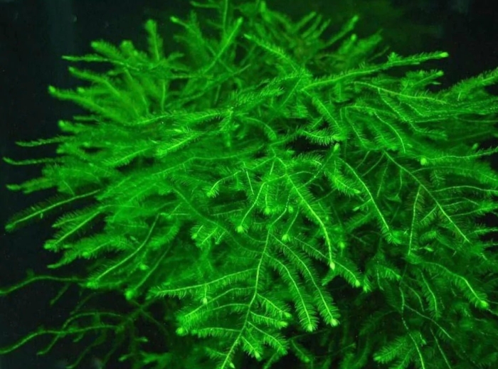 Мох яванский vesicularia dubyana