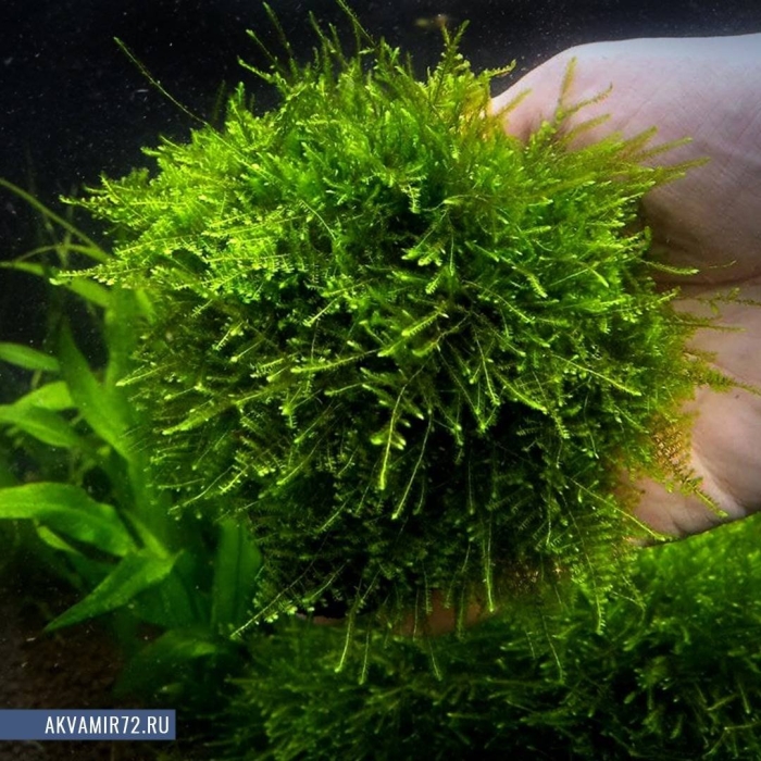 Мох кристмас аквариумное
