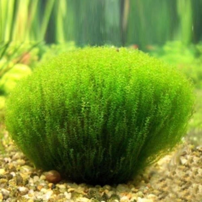 Мох стринг (leptodictyum riparium)