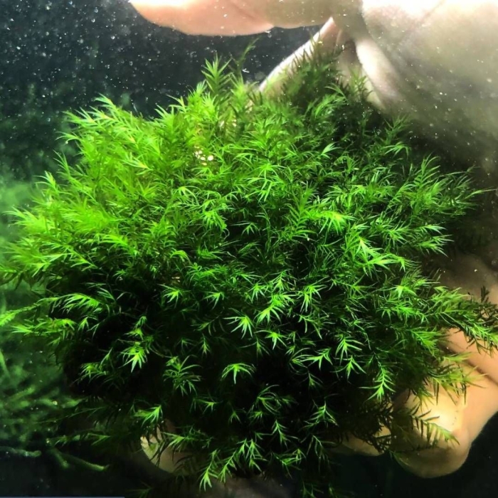 Мох фиссиденс фонтанус