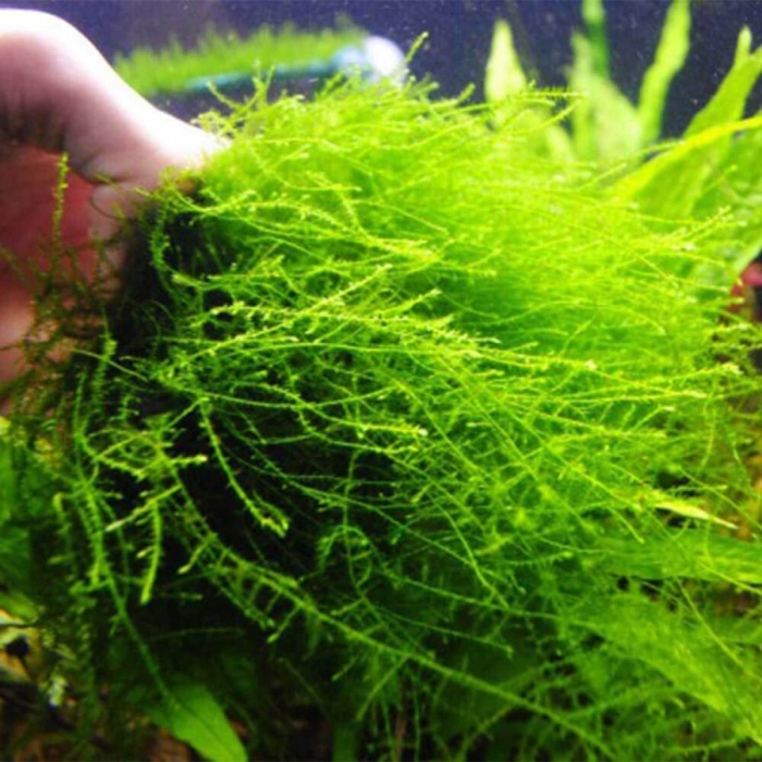 Аквариумные мхи