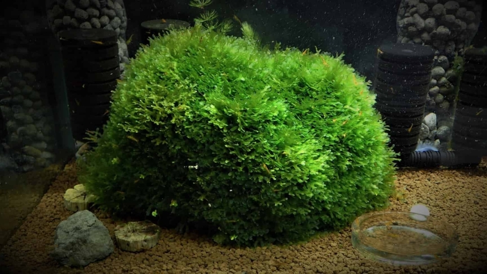 Мох ломариопсис для аквариума