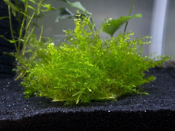 Фонтиналис виллоу