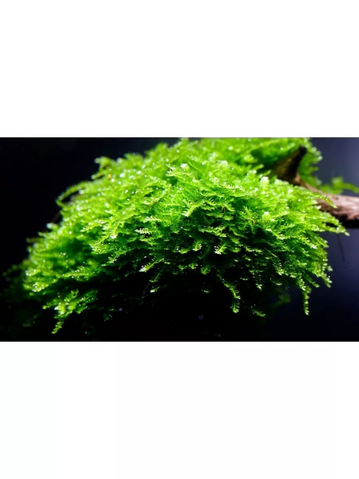 Мох кристмас аквариумное растение