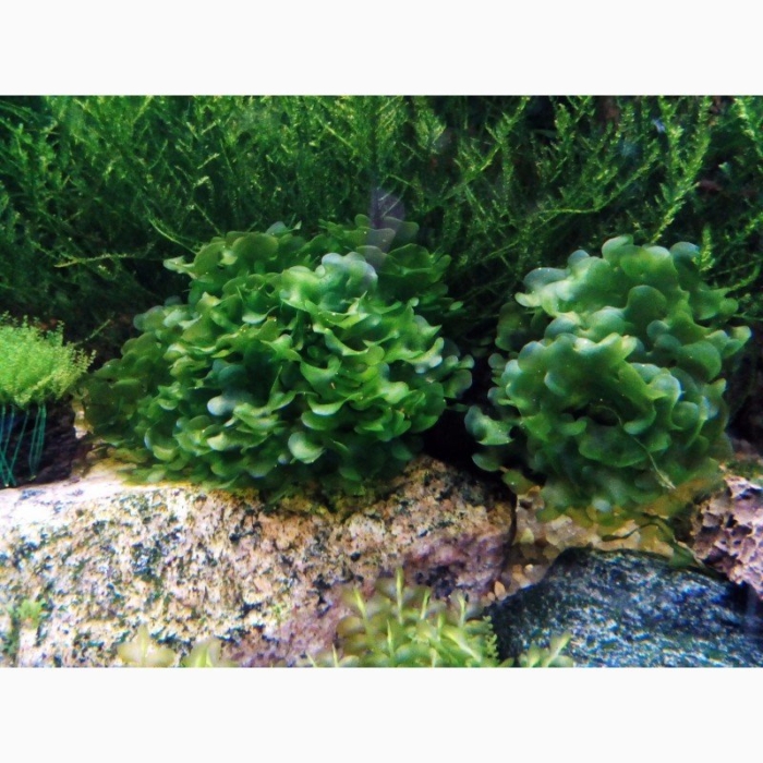 Ломариопсис линеата