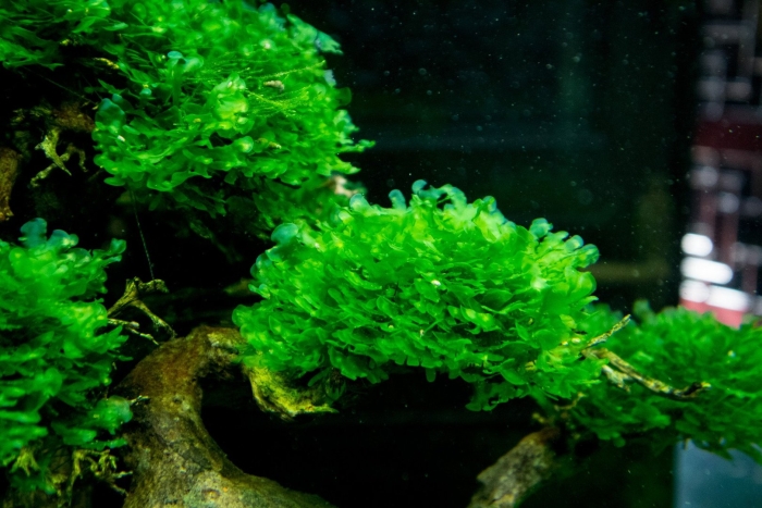 Папоротник ломариопсис линеата